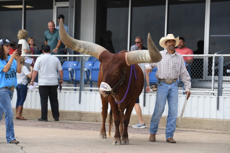 Oliver, the famous Watusi bull